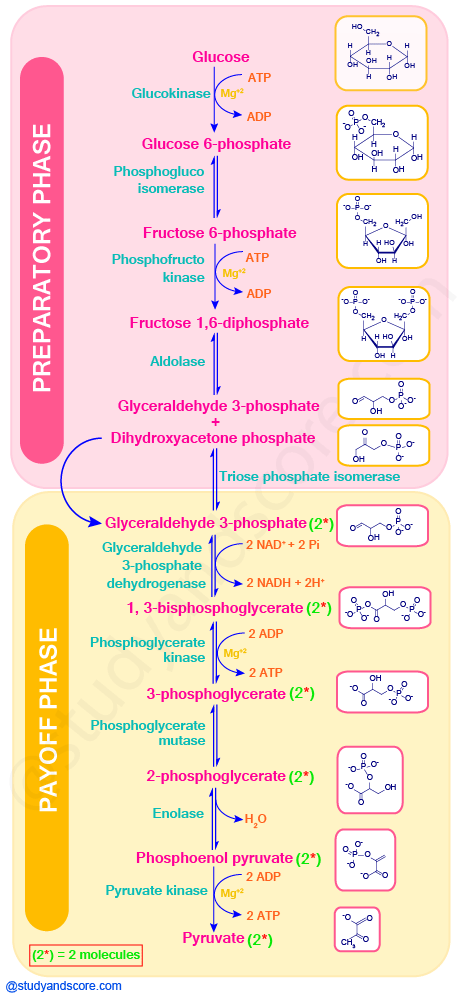 Glycolysis, aerobic reactions, anaerobic reactions, metabolism, glycolysis steps